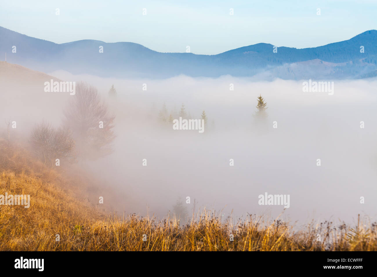 La végétation de montagne d'été et inhabituellement modeste de belles couleurs fleurit à l'automne, avant que le temps froid. Banque D'Images