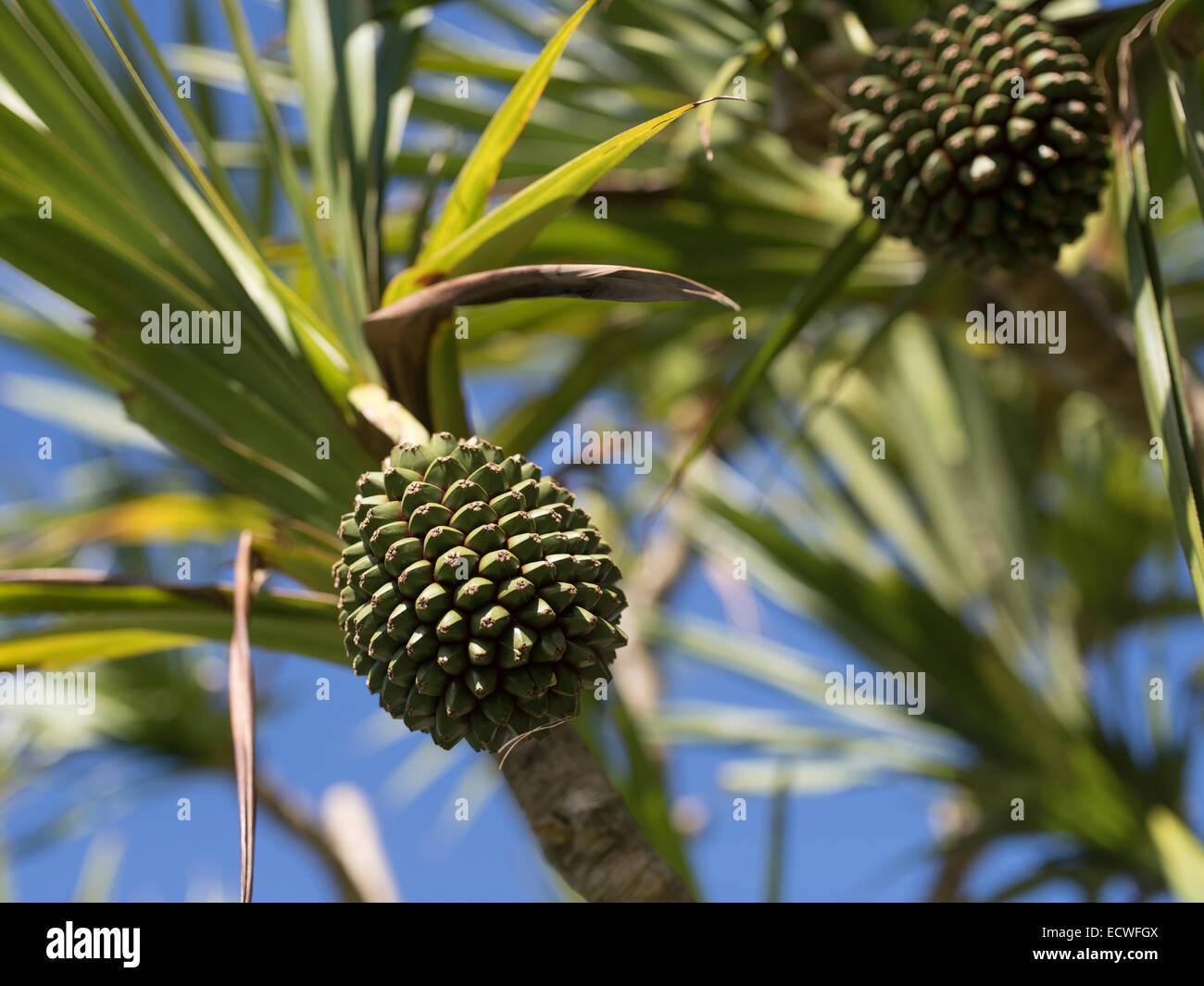Fruit de la vis à vis / PIN / Palm- Pandan, Pandanus herbacée ordre famille Pandanaceae. L'Okinawa, Japon Banque D'Images