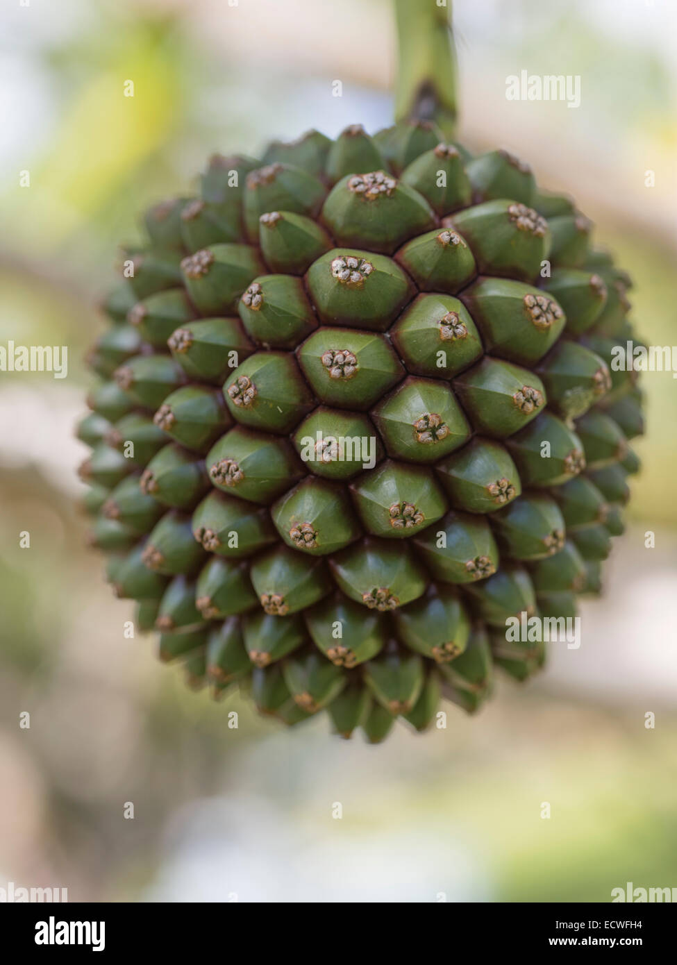 Fruit de la vis à vis / PIN / Palm- Pandan, Pandanus herbacée ordre famille Pandanaceae. L'Okinawa, Japon Banque D'Images