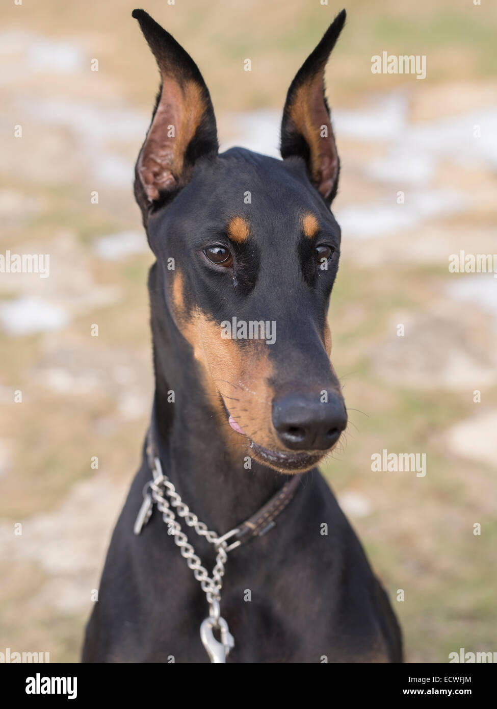 Dobermann ( Dobermann ) grand chien domestique / animal un fidèle chien de compagnie. Noir / tan ( couleur rouille ) Banque D'Images