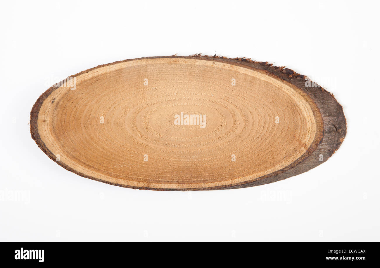 Coupe de bois d'un tronc d'arbre sciés sur socle en bois blanc Banque D'Images