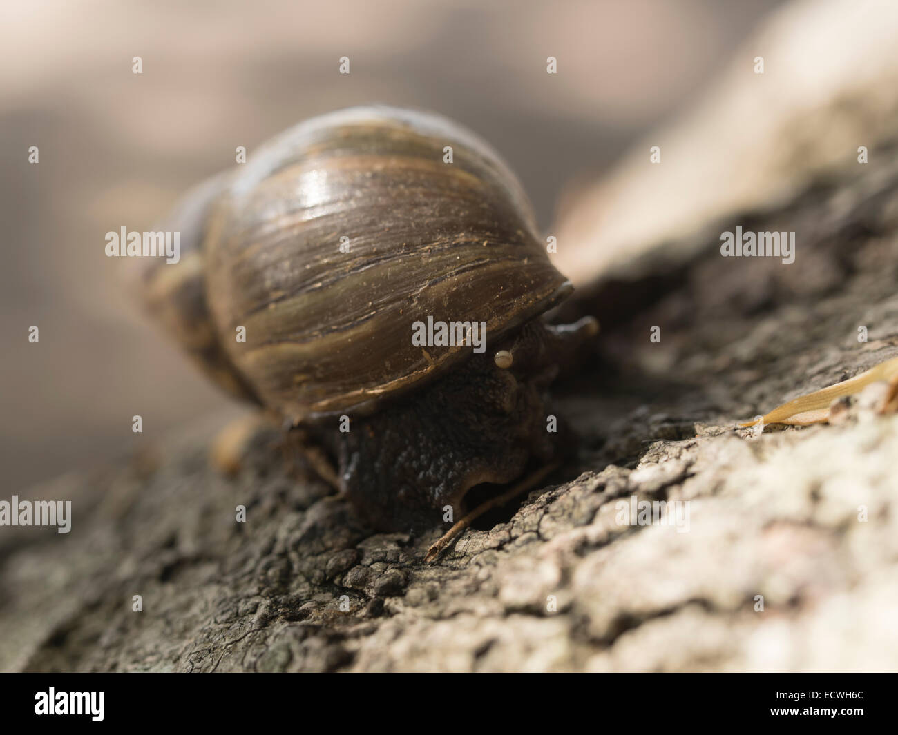 Giant African snail Achatina fulica )("espèces envahissantes l'Okinawa, Japon Banque D'Images