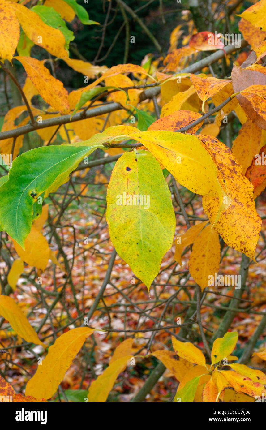 Nyssa sylvatica ( Black Tupelo, Nyssa ou Sour Gum Tree ) à l'automne Banque D'Images