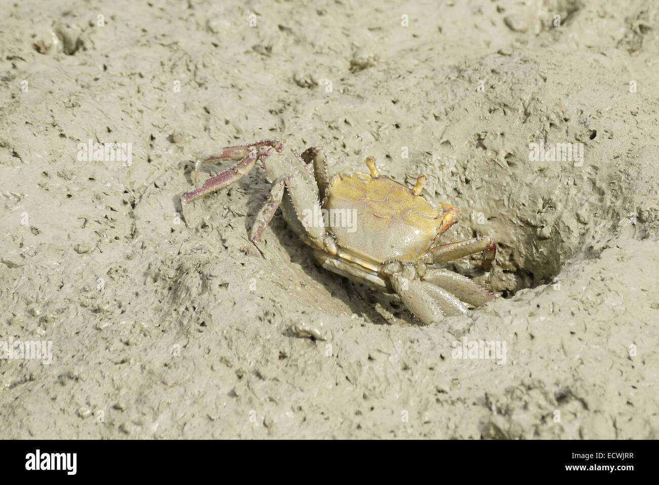 Portrait d'un crabe violoniste brun Banque D'Images