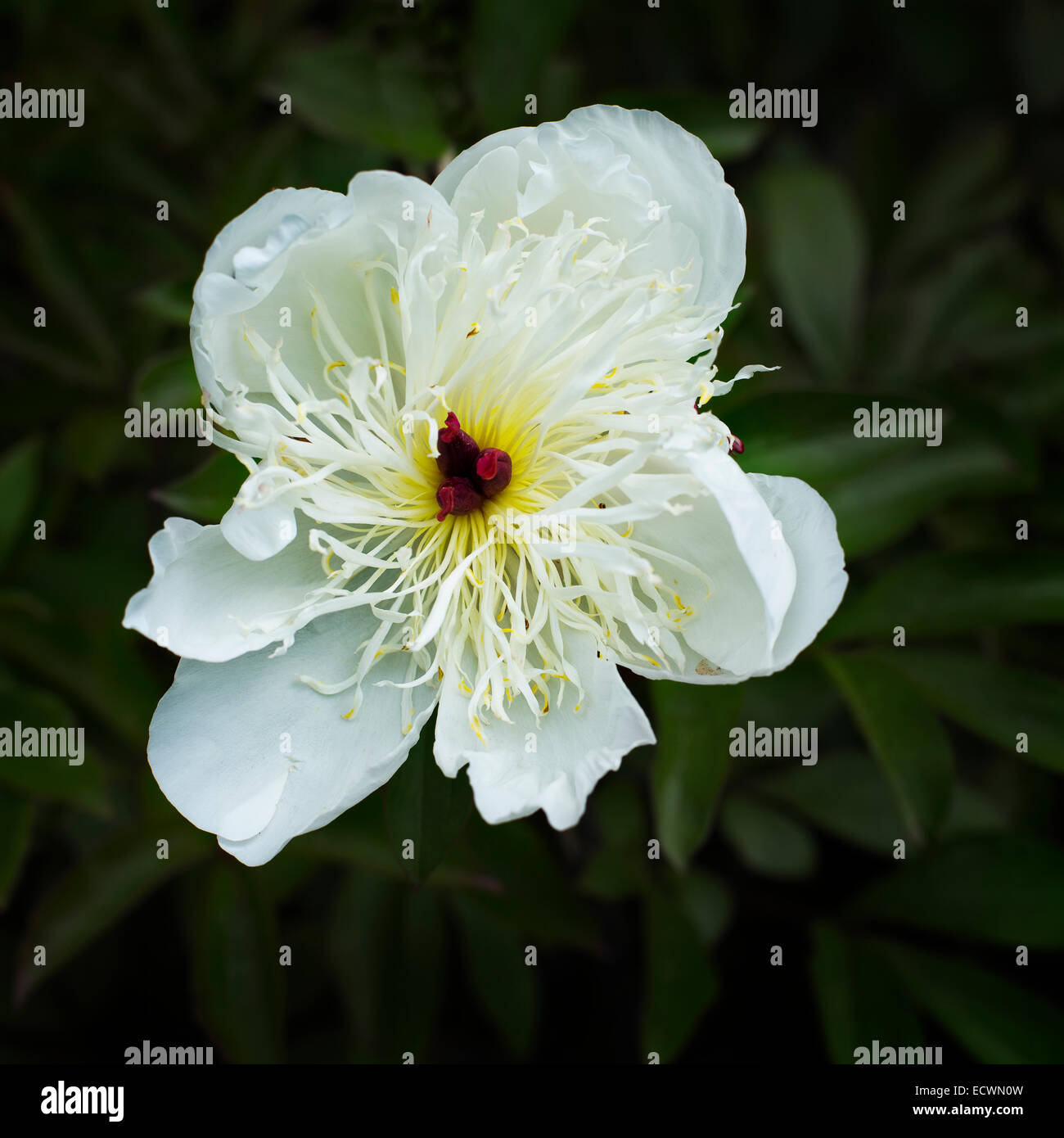 Une pivoine blanche fleur Banque D'Images