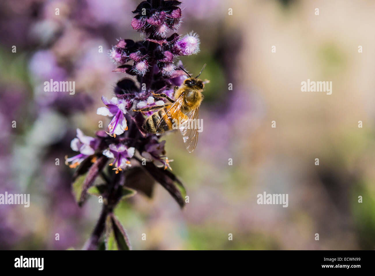 Abeille à miel de lavande comme des fleurs Banque D'Images