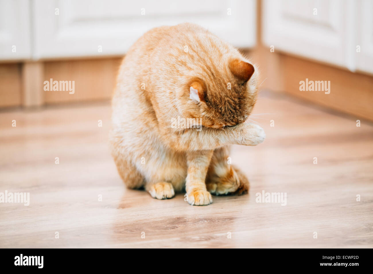 Lecher Rouge Banque D Image Et Photos Alamy Lecher Rouge Banque D Image Et Photos Alamy