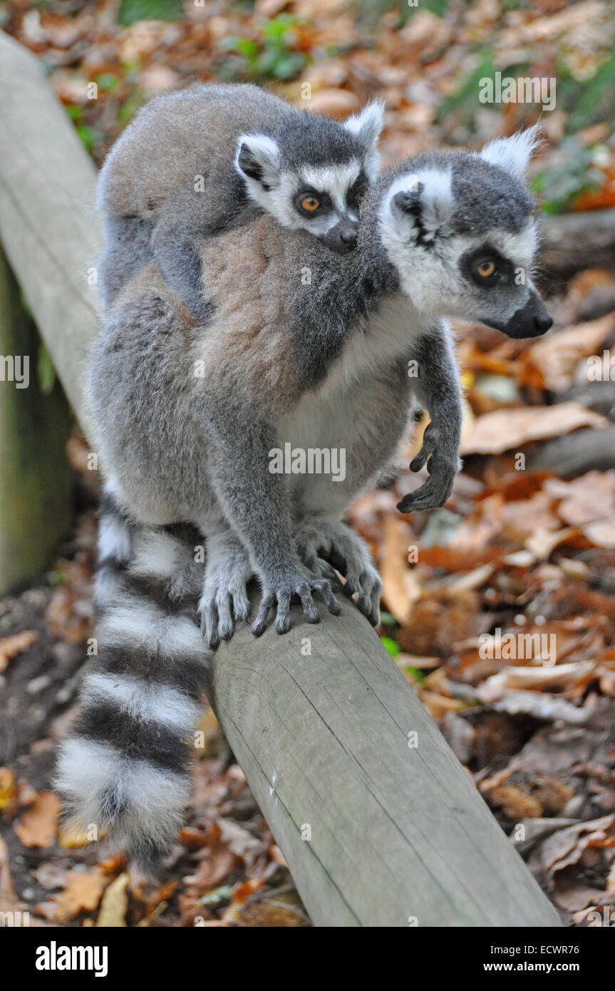 Les lémuriens à queue anneau ; lemur catta, des profils avec bébé accroché à l'arrière Banque D'Images