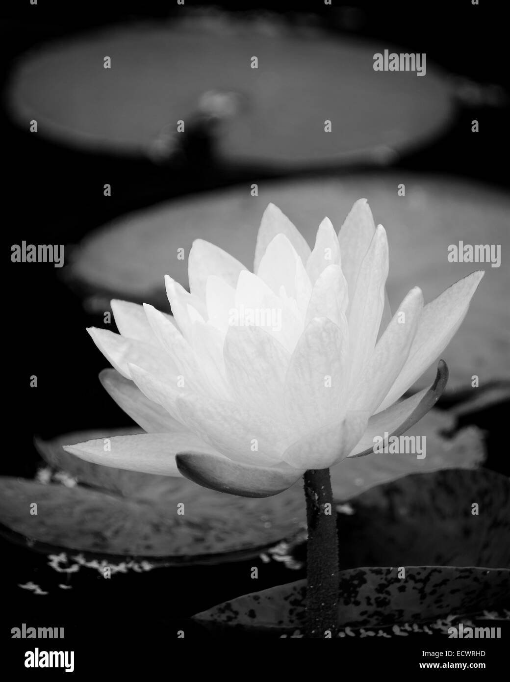 Water Lily sur étang converties en noir et blanc Banque D'Images