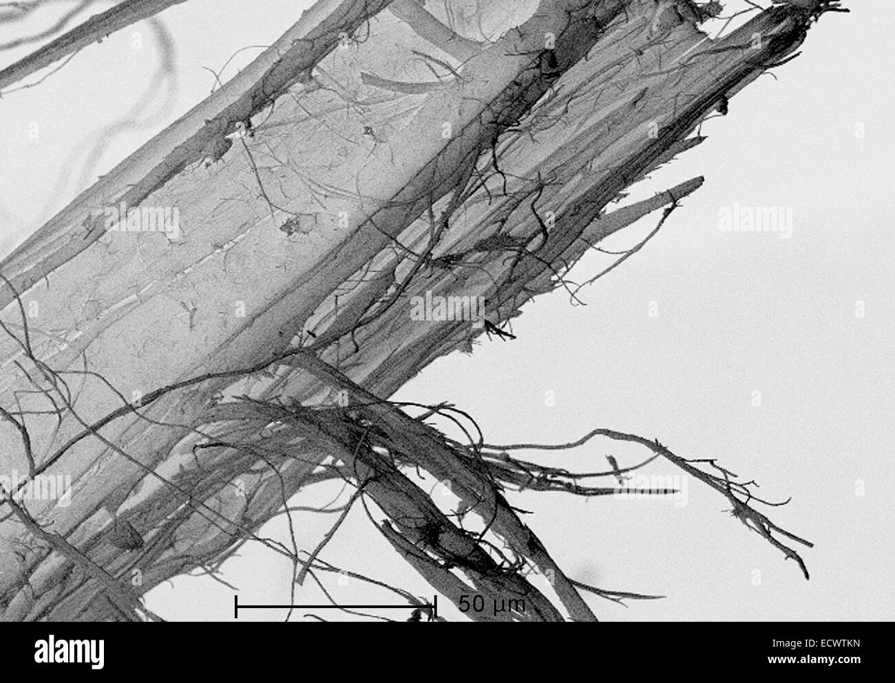 Micrographie électronique à balayage de l'amiante chrysotile, blanc. Banque D'Images