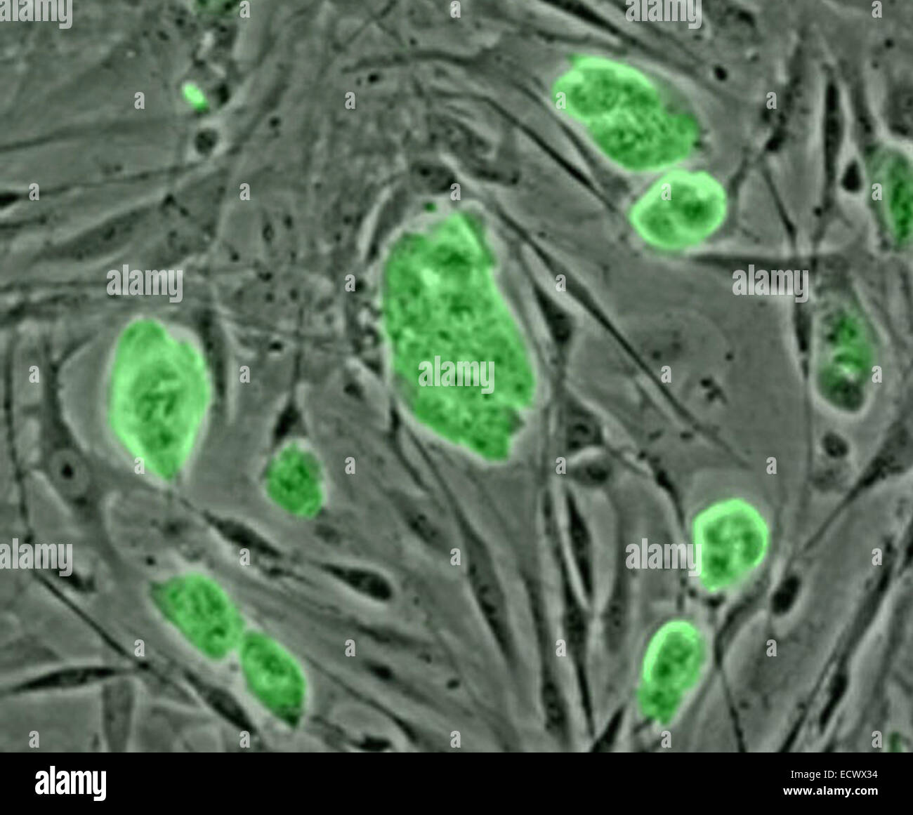 Les cellules souches embryonnaires de souris. Banque D'Images