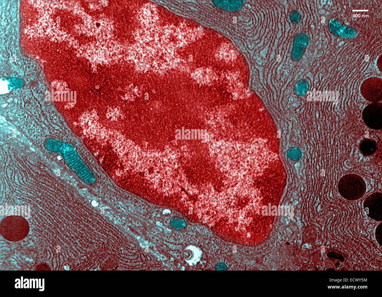 Image au microscope électronique à transmission de cellules de pancréas. Banque D'Images
