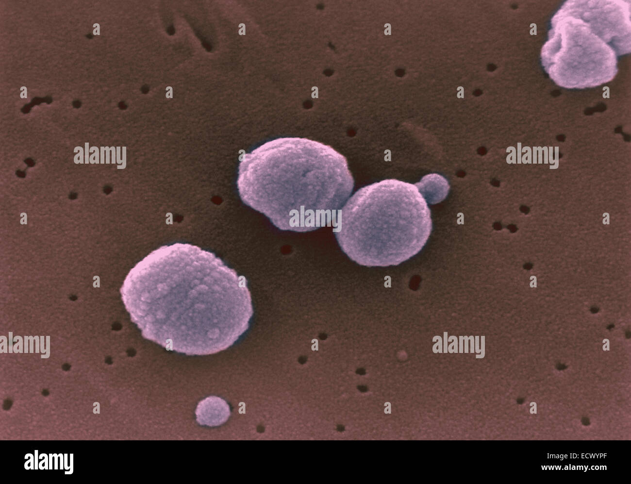 L'analyse des électrons Microphotographie Streptococcus pneumoniae. Banque D'Images