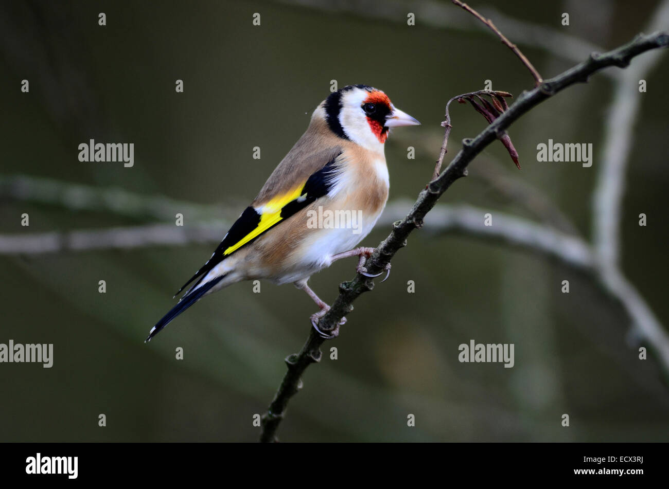Un chardonneret en hiver UK Banque D'Images