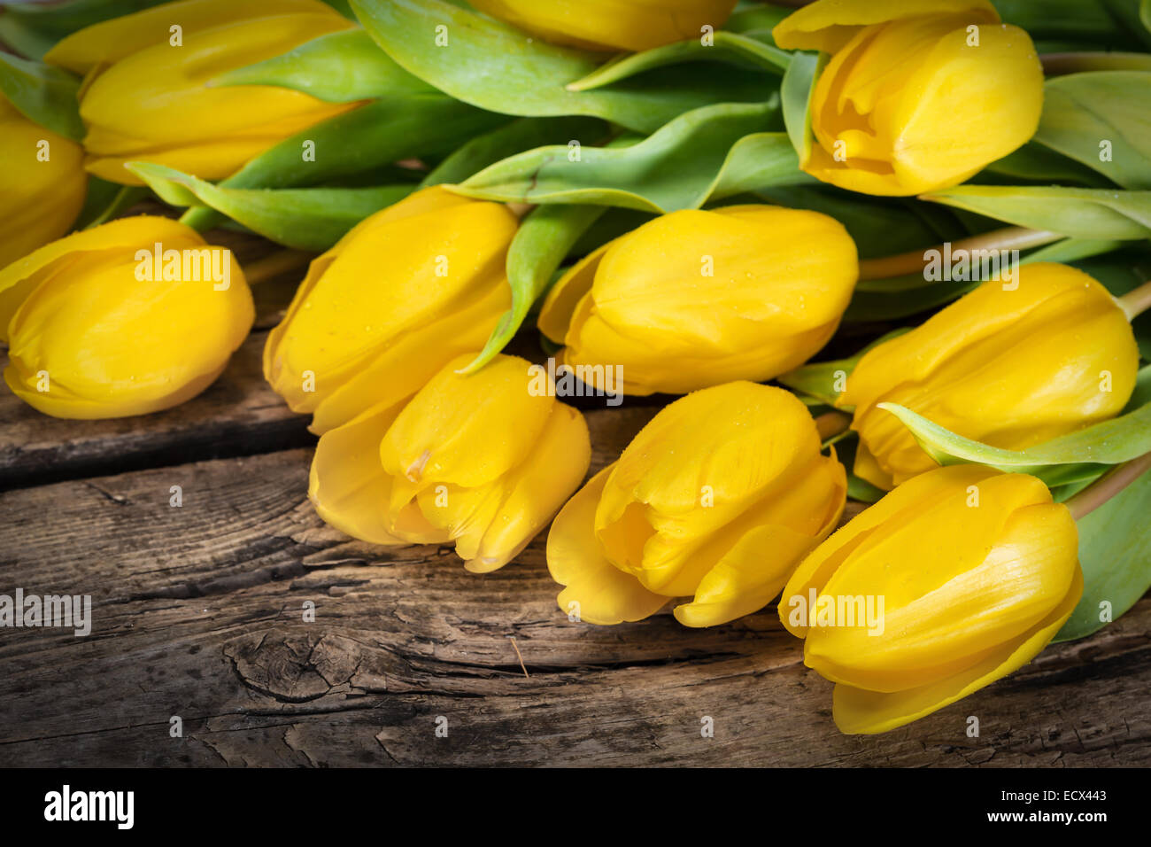 Parfait frais fleurs tulipe jaune symbole de Pâques Banque D'Images