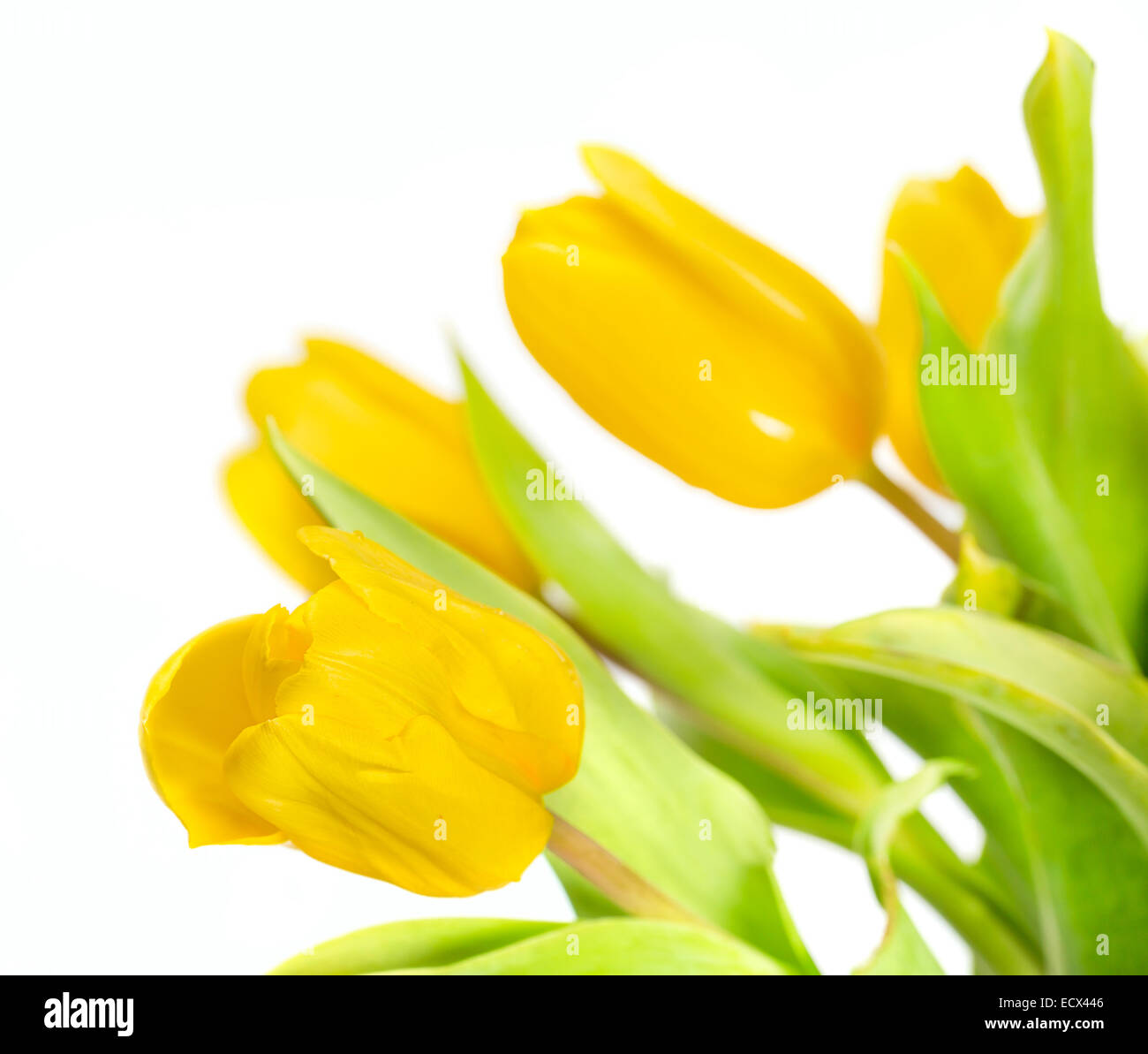 Parfait frais fleurs tulipe jaune symbole de Pâques Banque D'Images
