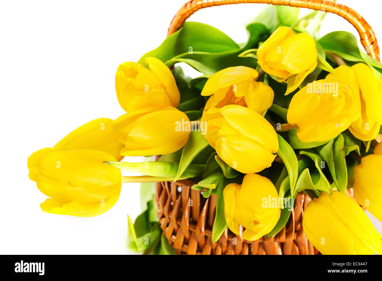 Parfait frais fleurs tulipe jaune symbole de Pâques Banque D'Images
