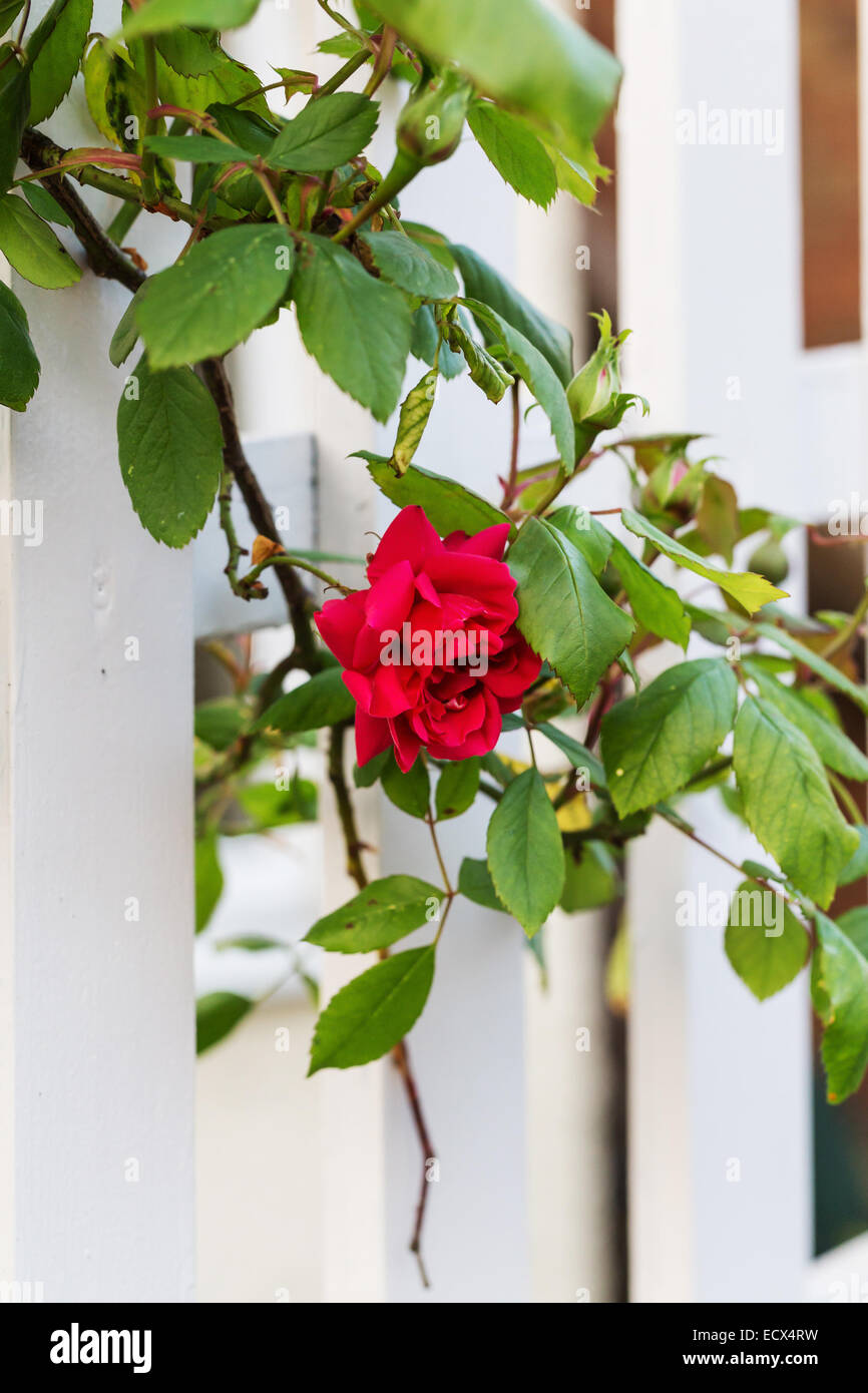 L'été idéal Rose rouge fleur dans jardin Banque D'Images