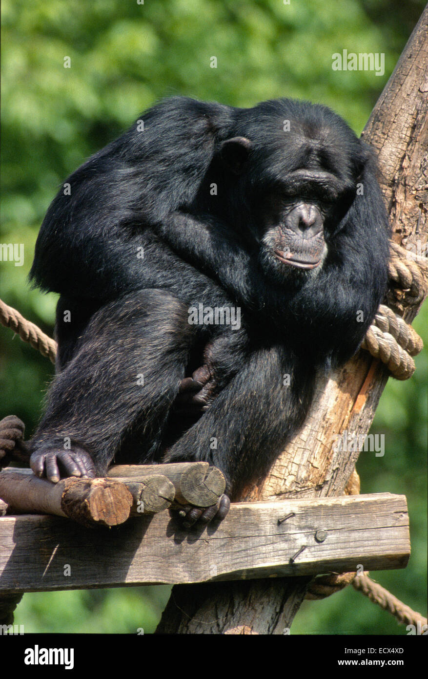 Le chimpanzé commun, Pan troglodytes, Hominiidae, Rome, Italie Zoo Banque D'Images