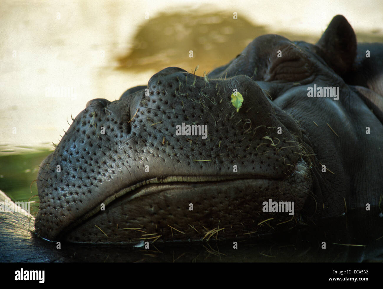 L'hippopotame commun (Hippopotamus amphibius), Hippopotamidae, Zoo de Rome, Italie Banque D'Images