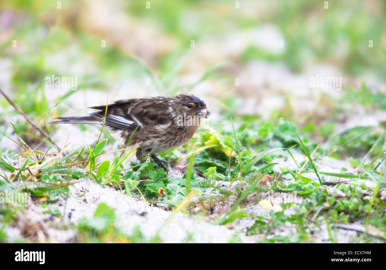 Carduelis flavirostris Twite des profils qui se nourrissent de "machair" zone sur North Uist Banque D'Images