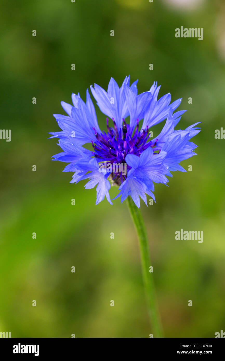 Le bleuet Centaurea cyanus close-up du capitule. Banque D'Images
