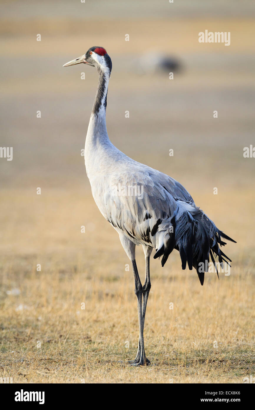 / Eurasien Grue cendrée (Grus grus). La lagune de Gallocanta. Province de Saragosse. L'Aragon. L'Espagne. Banque D'Images