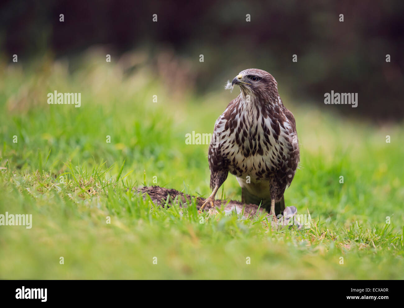 Wild Buse variable, Buteo buteo au sol se nourrissant d'un lapin Banque D'Images