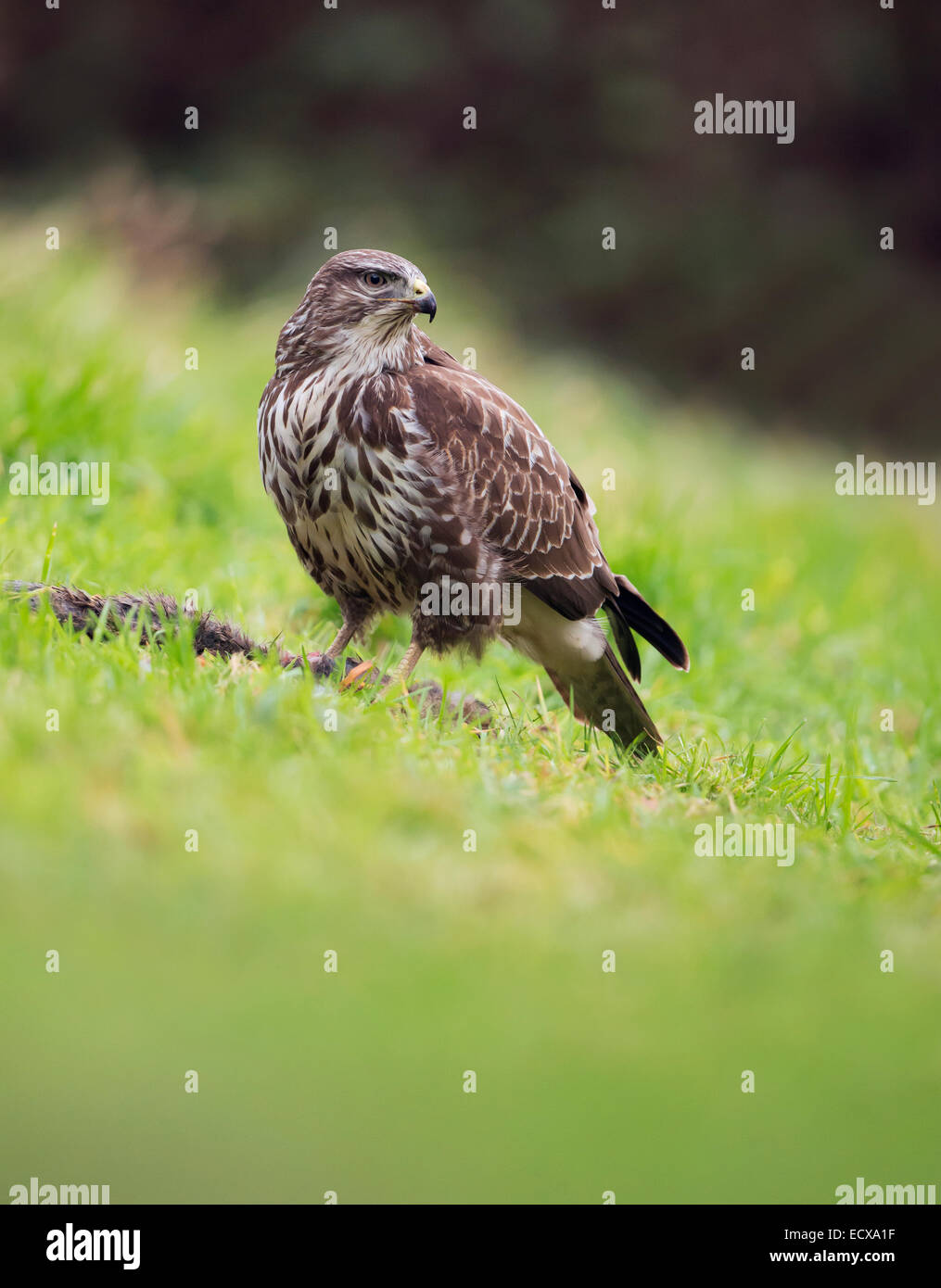 Wild Buse variable, Buteo buteo au sol se nourrissant d'un lapin Banque D'Images