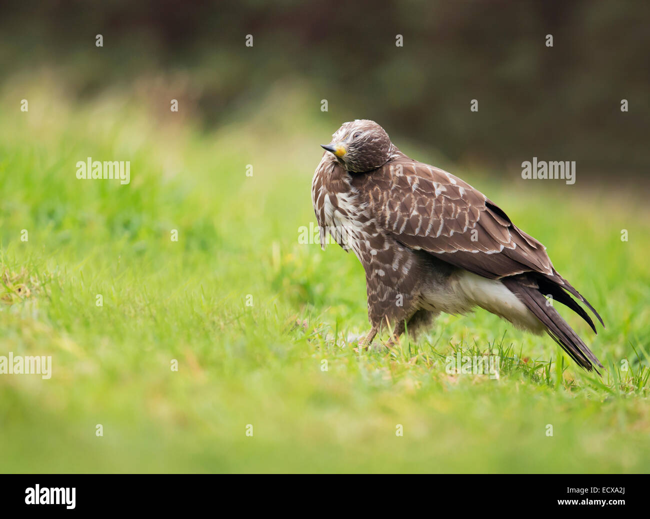 Wild Buse variable, Buteo buteo gratter une démangeaison Banque D'Images