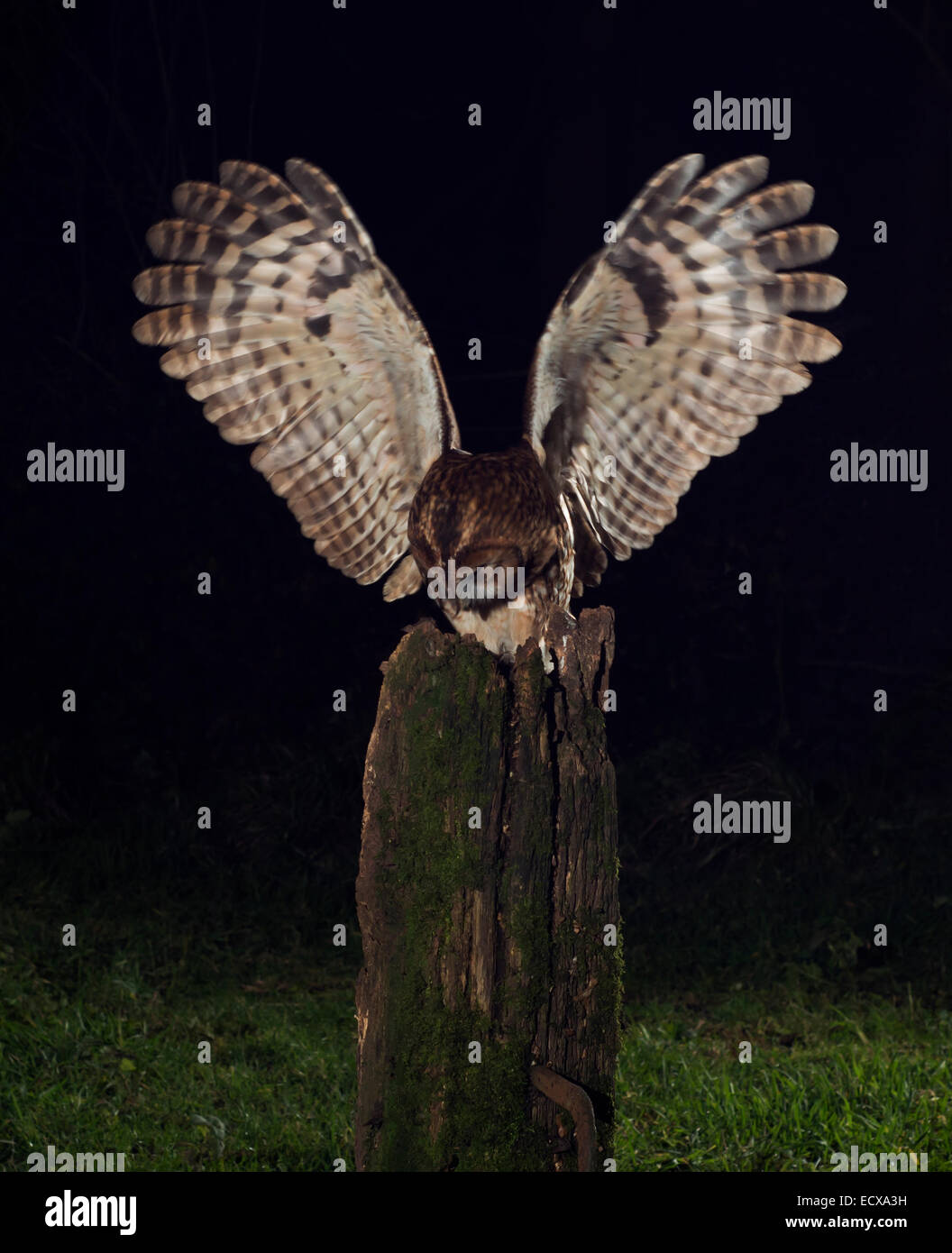 La Chouette hulotte (Strix Aluco enr.) L'atterrissage sur la succursale de nuit en bois avec Warwickshire vole Banque D'Images