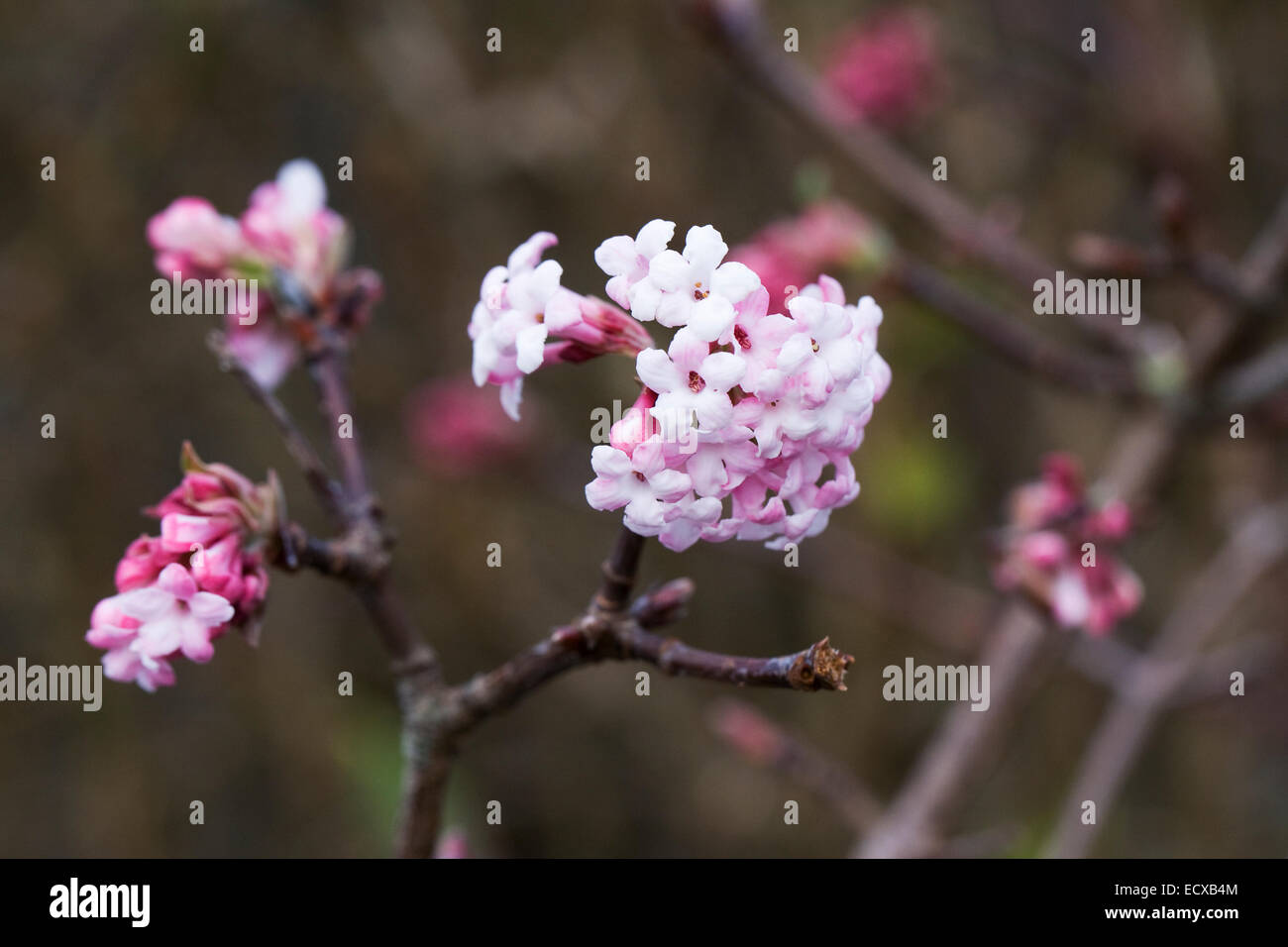 Viburnum x bodnantense Dawn. Banque D'Images