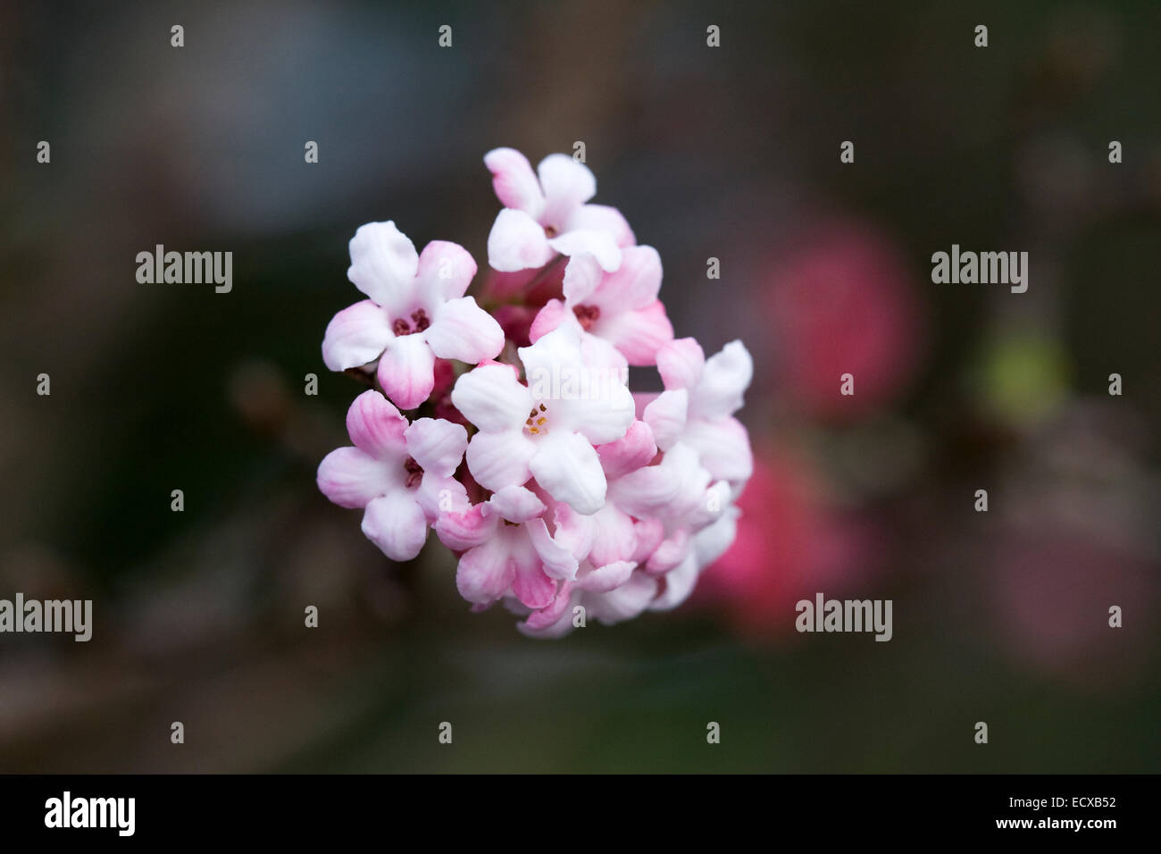 Viburnum x bodnantense Dawn. Banque D'Images