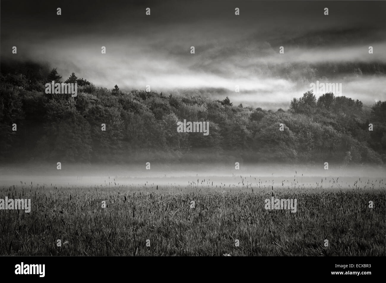 Matin brumeux dans un champ agricole, Skagit County, Washington, USA Banque D'Images