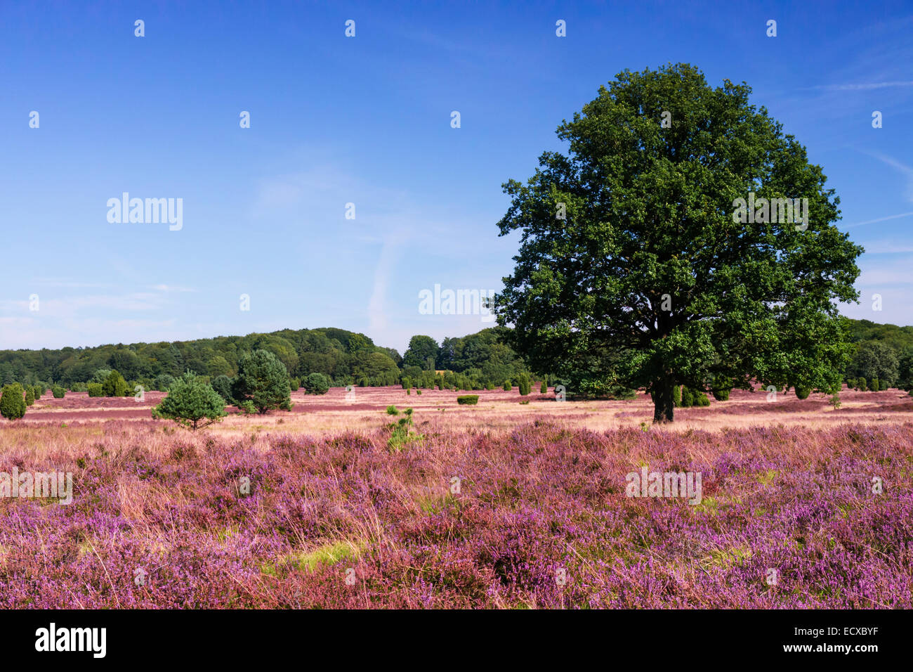 Vue panoramique sur Lueneburg Heath sur une journée ensoleillée Banque D'Images