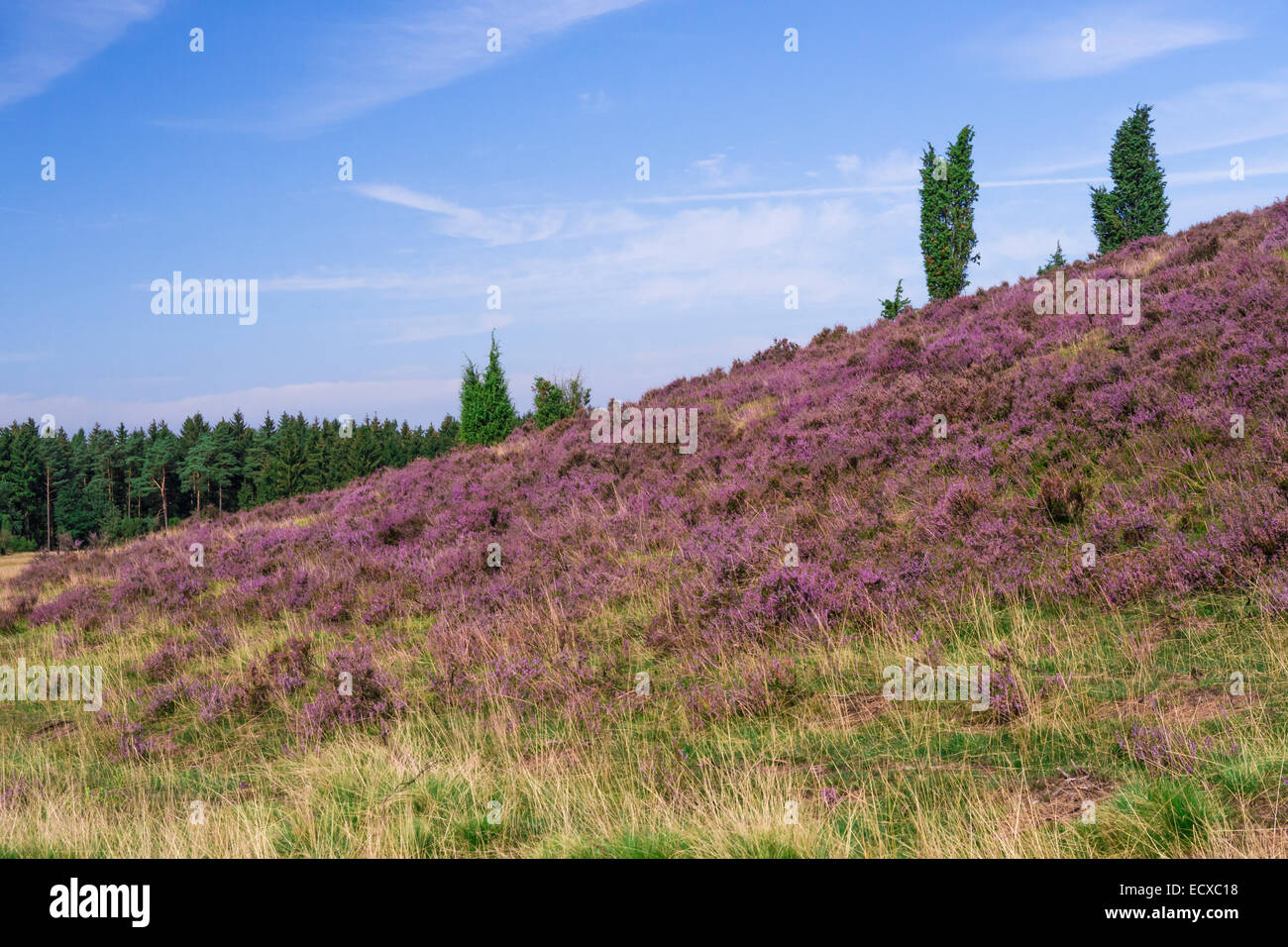 Vue sur une colline de Lueneburg Heath, dans l'arrière-plan une forêt Banque D'Images