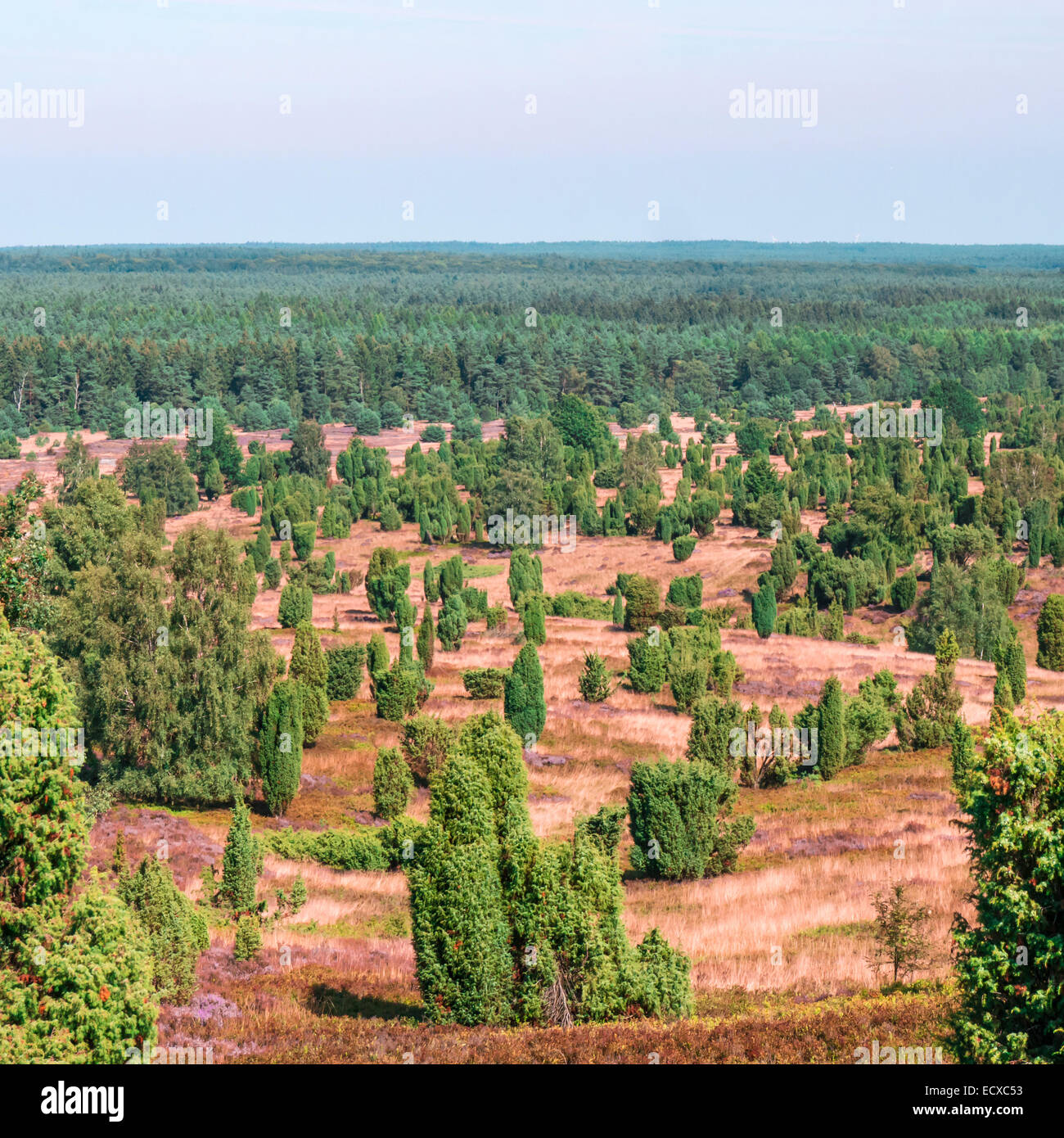 Vue depuis une colline sur Lueneburg Heath en été Banque D'Images