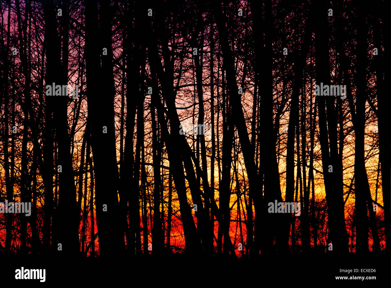 Bois de l'aulne (Alnus glutinosa) au coucher du soleil - silhouettes en rétro-éclairage Banque D'Images