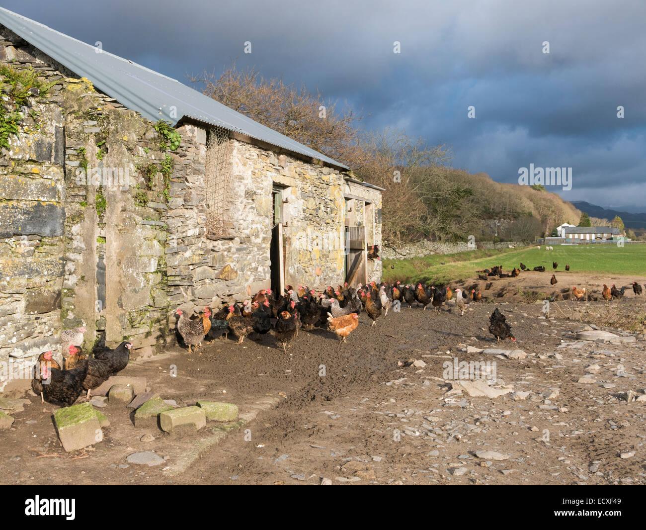 Freerange sujets à l'extérieur une grange en pierre de coup de poulet dans un champ agricole. Gwynedd, au nord du Pays de Galles, Royaume-Uni, Angleterre Banque D'Images