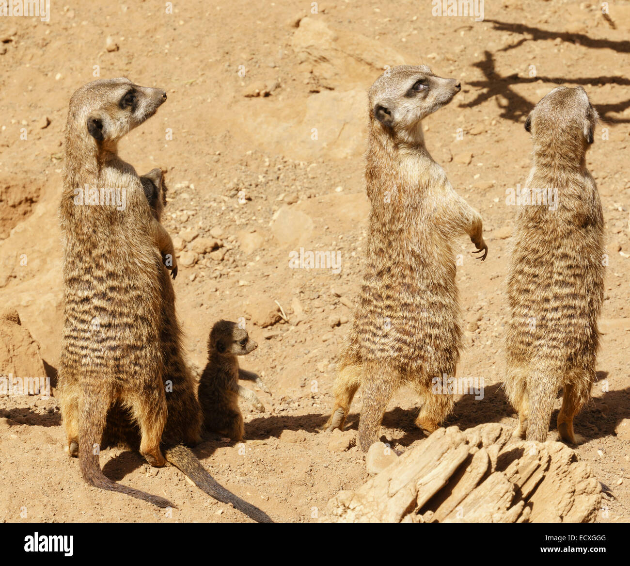 Gran Canaria - Palmitos Park. Les suricates. Famille avec mignon bébé. Banque D'Images