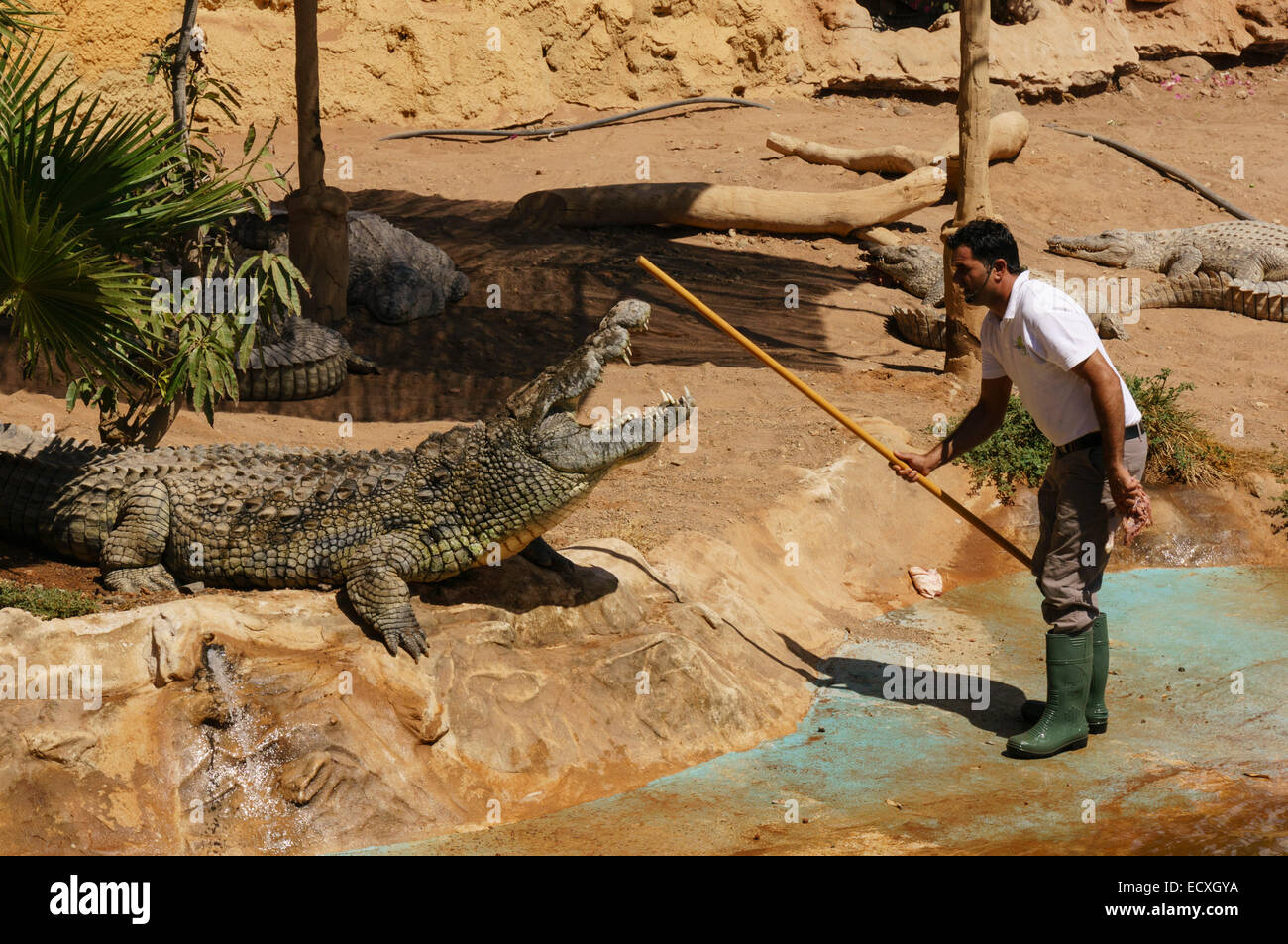 Gran Canaria - Parque à Cocodrilos, crocodile et centre de sauvetage des animaux du zoo. Cordes à croc. Banque D'Images