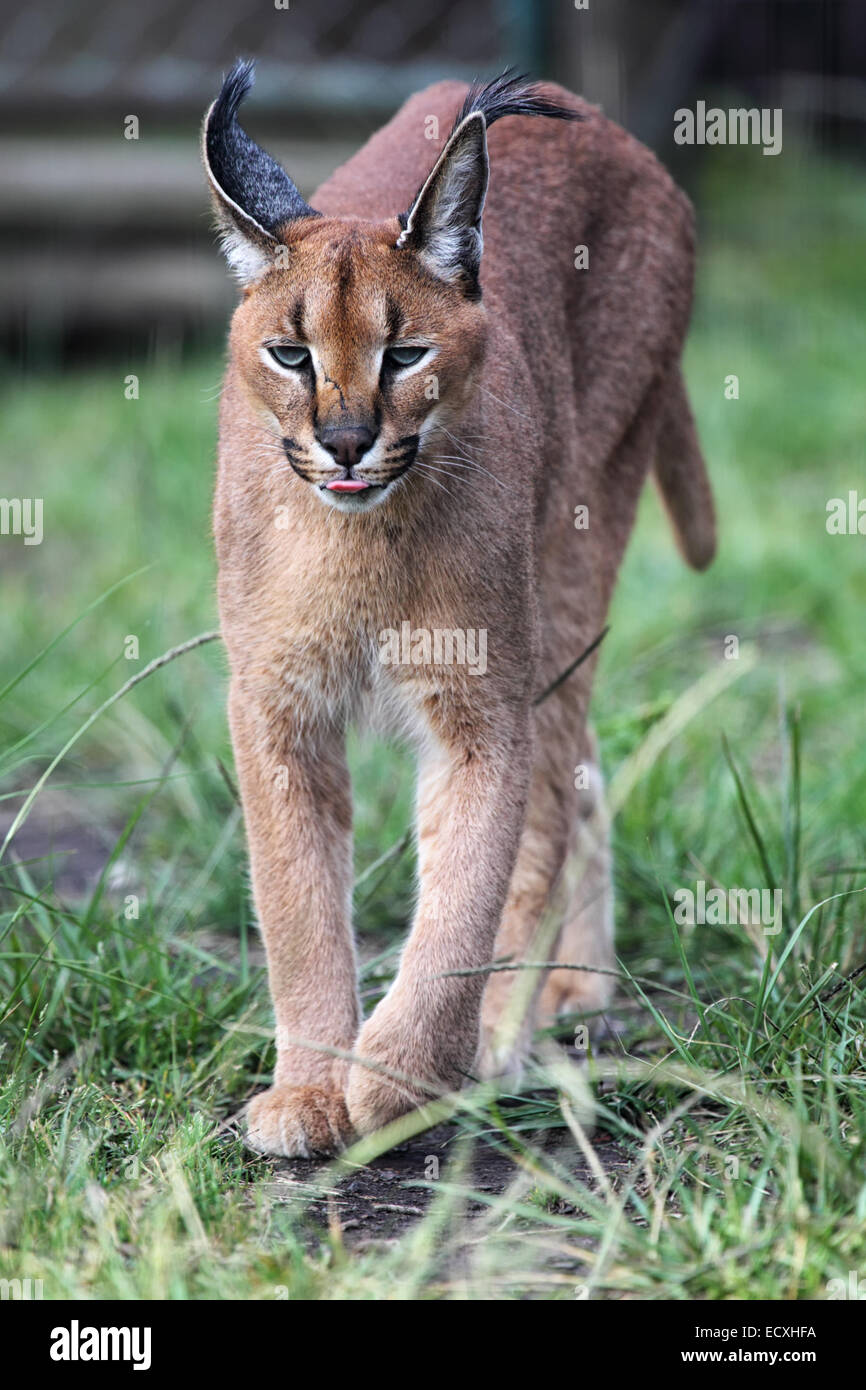 Caracal (Caracal caracal) en Afrique du Sud. Banque D'Images