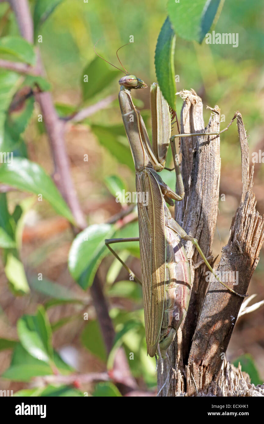 Vue latérale d'une mante religieuse européenne, Mantis religiosa, sur une branche Banque D'Images