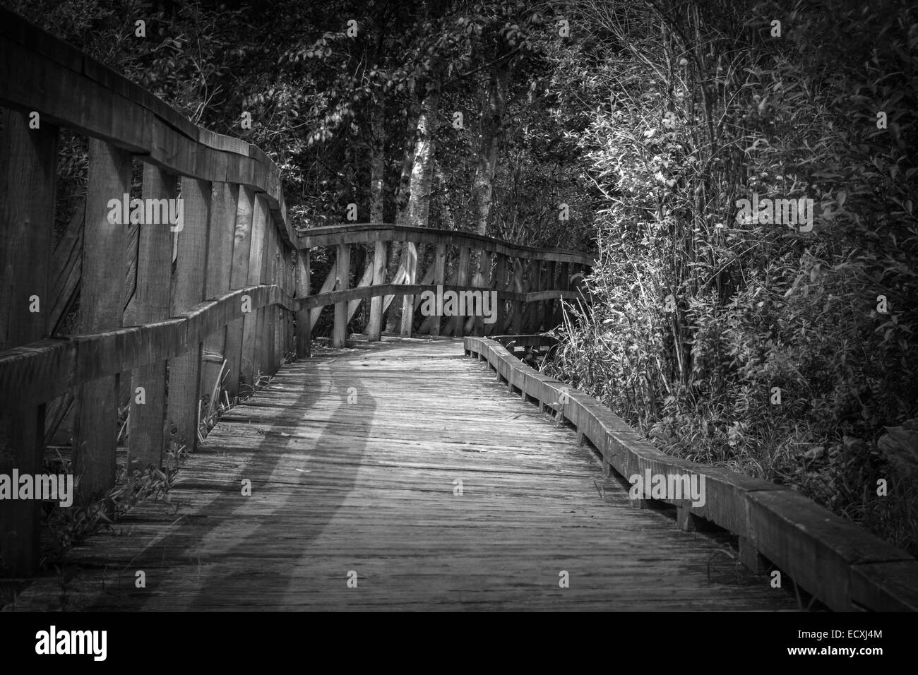 Une photo en noir et blanc d'une chambre à pied menant dans la forêt Banque D'Images