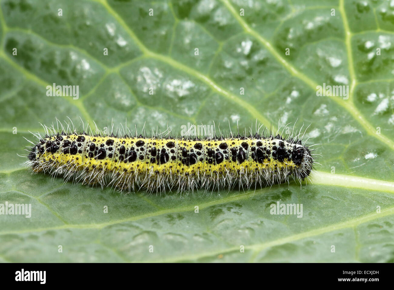 Vue latérale d'une chenille de grand papillon blanc du chou, Pieris brassicae, sur une feuille de chou Banque D'Images