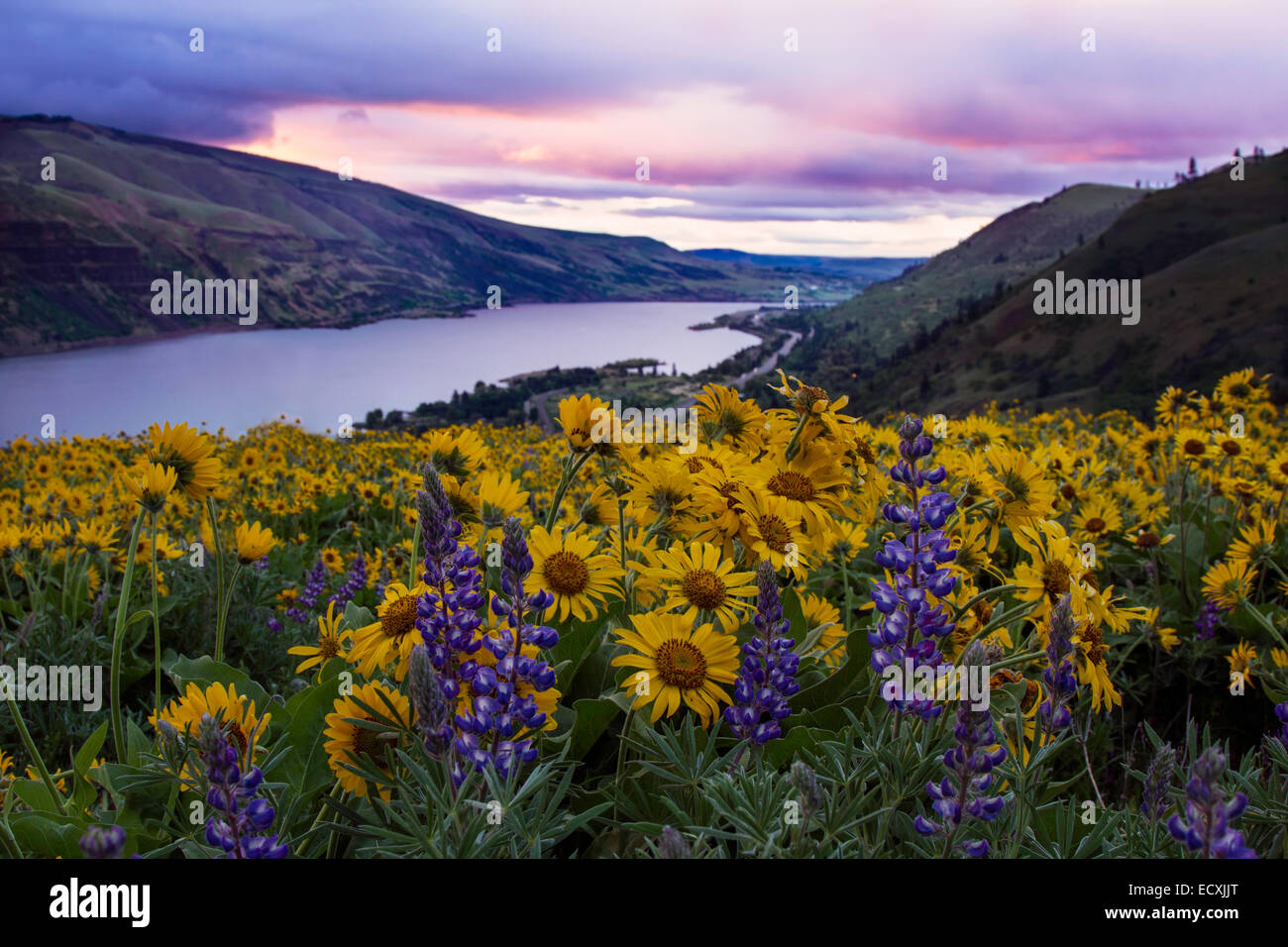 Vue de l'Oregon's Columbia River Gorge pendant la floraison de fleurs sauvages au printemps Banque D'Images