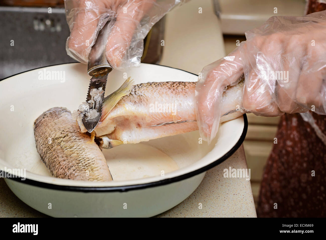 La morue à l'échelle femme icefishes avec un couteau spécial dans la cuisine Banque D'Images