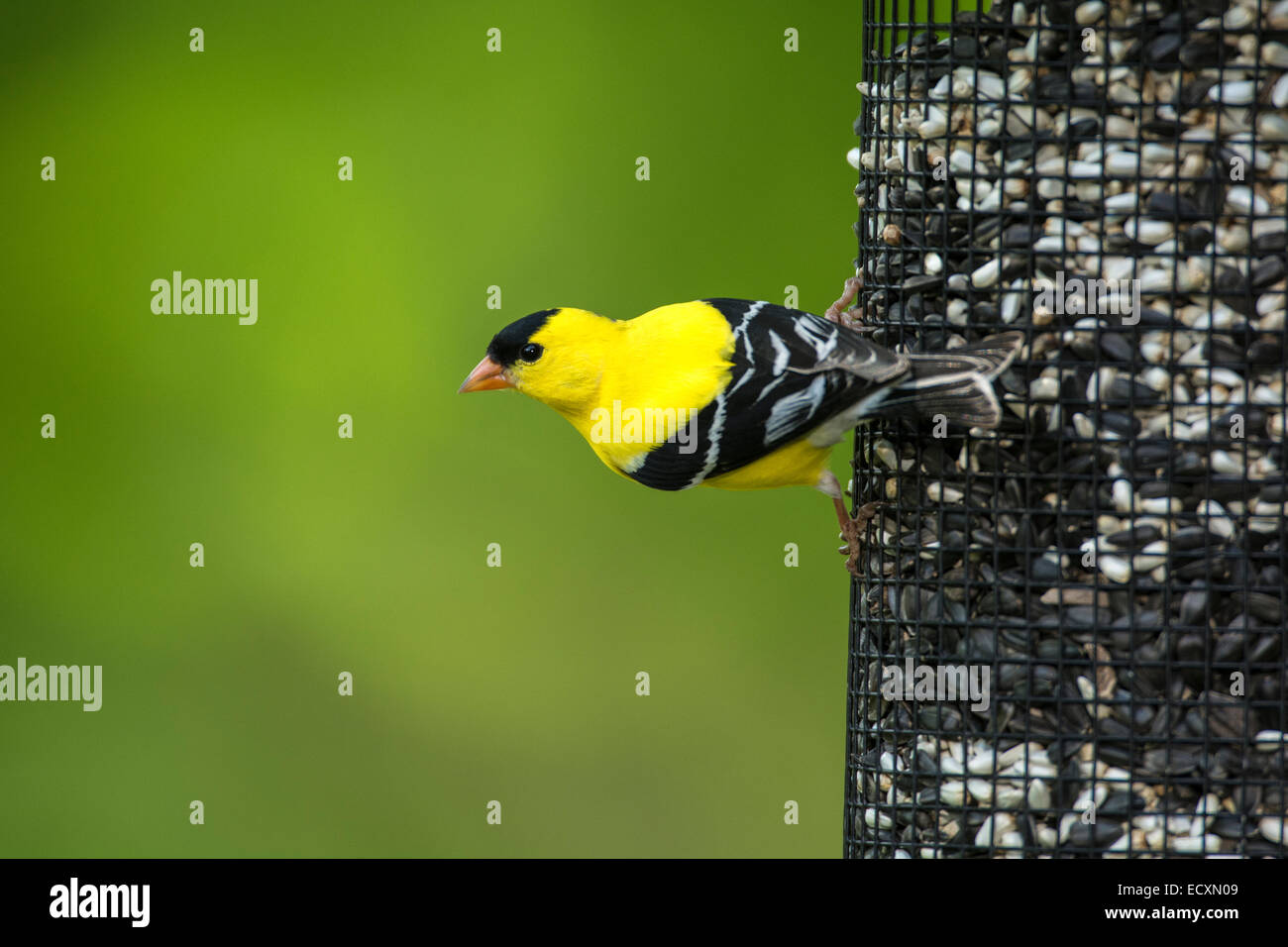Chardonneret jaune mâle d'alimentation sur les semences Banque D'Images