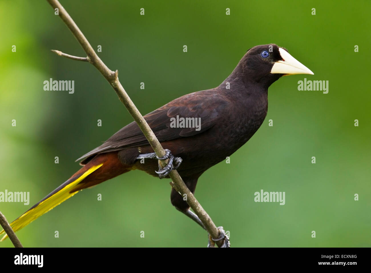 Crested oropendola (Psarocolius decumanus) adulte seul perché dans l'arbre dans la forêt tropicale Banque D'Images