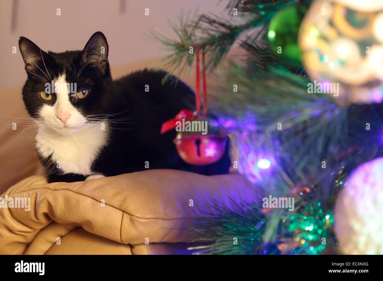 Un chat adulte noir et blanc est assis sur un canapé derrière un arbre de pin de noël décoré avec des lumières et des bulles Banque D'Images